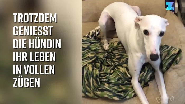 Best Buddies: Blinder Hund und adoptierte Katze