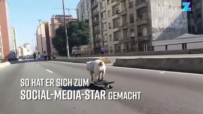 Tierischer Sportler: Hund 'skatet' Gassi