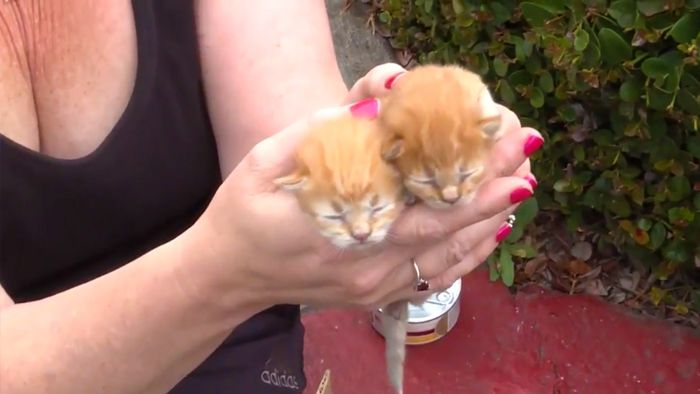 Drei Kätzchen aus Abwasserrohr gerettet