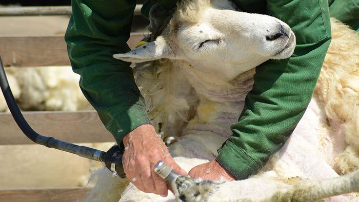 Schafskälte - Ein häufig vorkommendes Wetterphänomen