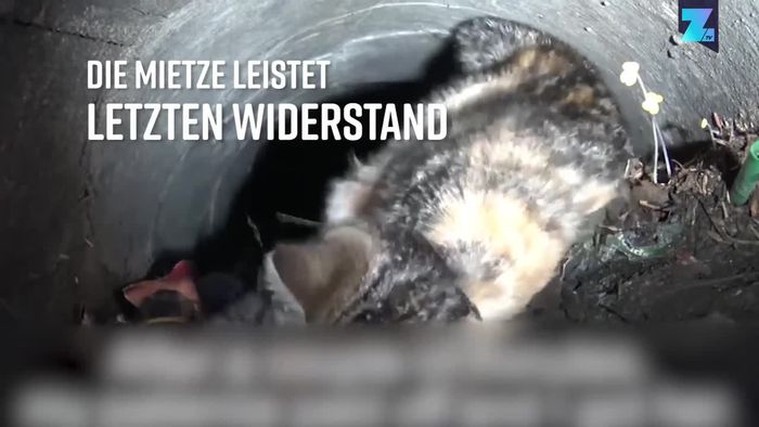 Katze in Gefahr: Tierretter befreien süßen Stubentiger