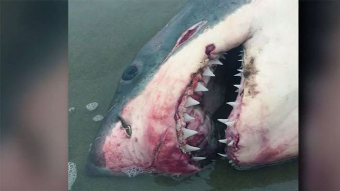 Mysteriöser Tod eines Weißen Hais