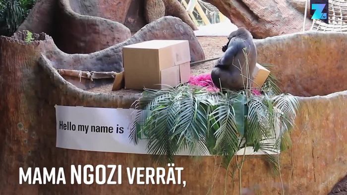 Babyparty für Gorillas: Nachwuchs im Zoo von Toronto
