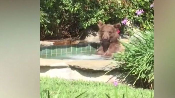 Entspannt: Bär macht es sich im Whirlpool gemütlich