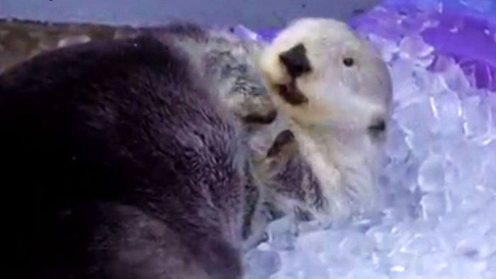 Abkühlung im Zoo: Eisbad für Otter