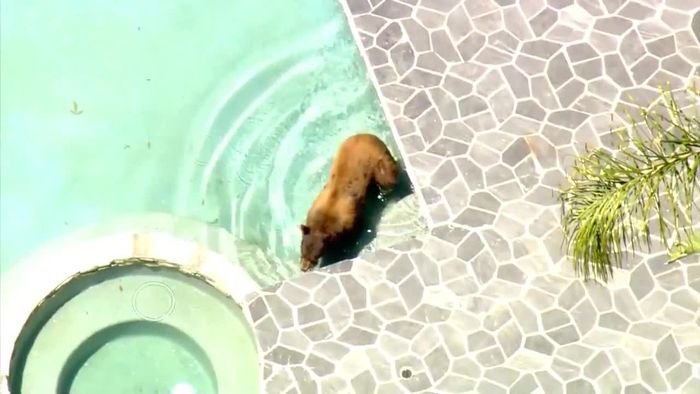 Tour durch die Nachbarschaft: Bär sucht Erfrischung im Swimming Pool