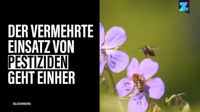Welttag der Biene: Wie wir sie schützen müssen