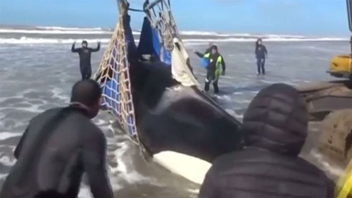 Tränenreiches Happy End: Gestrandete Orcas gerettet Tränenreiches Happy End: Gestrandete Orcas gerettet