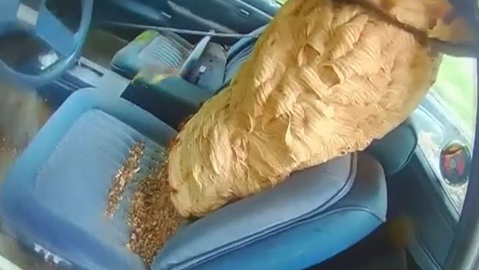 Riesiges Hornissennest aus Auto entfernt Hornissennest in Auto