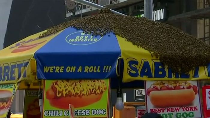 Mitten in New York: Zehntausende Bienen belagern Hotdog-Stand