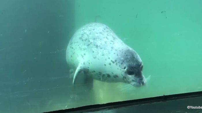 Süßer Seehund bekommt ungewöhnlichen Besuch