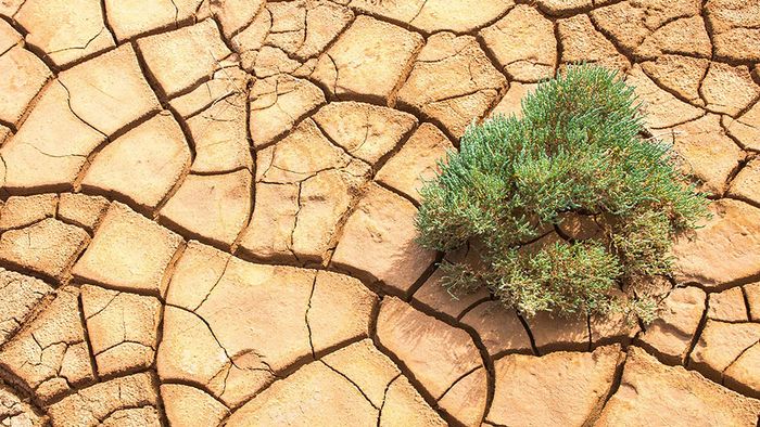 Dürreschäden: So lässt sich der Rasen doch noch retten!