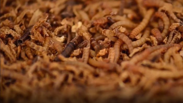 Ernährung der Zukunft: Heute schon Würmer gegessen?
