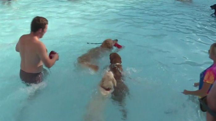 Sommersaison zu Ende: Hunde stürmen Schwimmbad