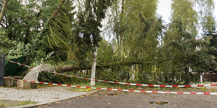 Was passiert beim ersten Herbststurm? Diese Bäume werden zur Gefahr ...