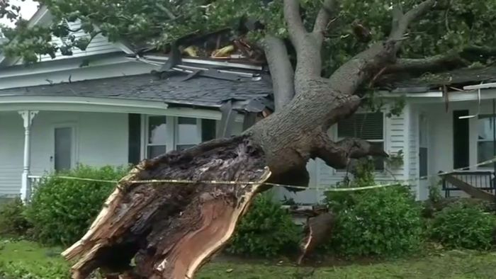 Hurrikan FLORENCE lässt Baum umstürzen