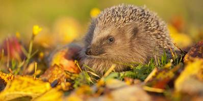 Winterschlaf Winterruhe Oder Winterstarre So Uberwintern Igel
