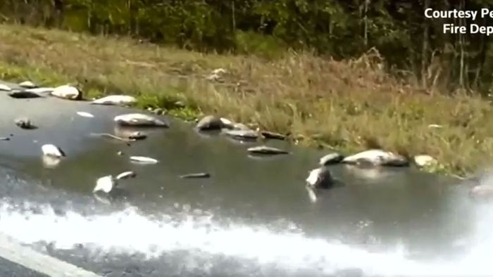 Tote Fische nach Hurrikan FLORENCE auf Highway