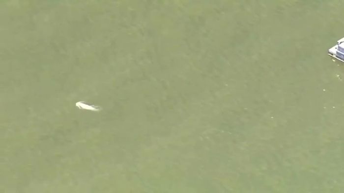 Beluga in der Themse