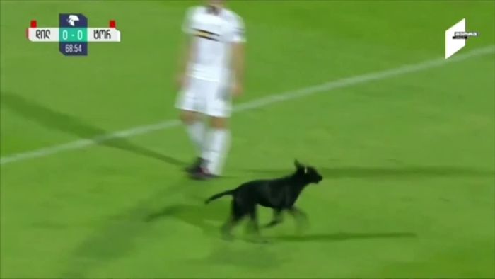 Tierischer Flitzer: Hund wird bei Fußballspiel zum Star