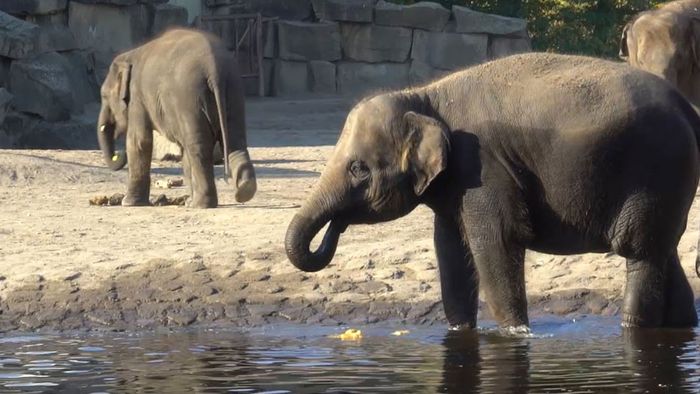 Späte Sommerwärme: So trotzen Elefanten der außergewöhnlichen Hitze