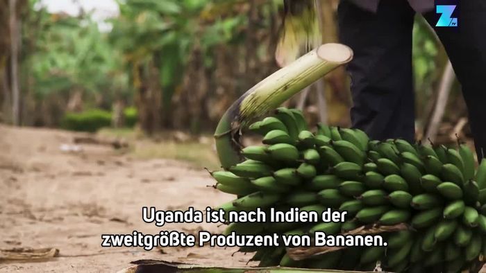 Upcycling: Wie aus Bananenpflanzen Papier gewonnen wird