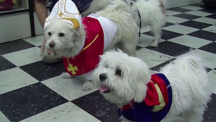 Batman oder Papst: Hunde feiern Halloween