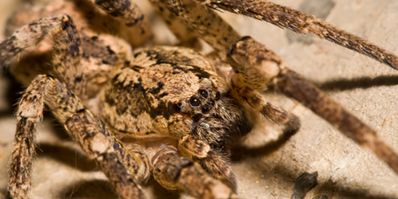 Sie Ist Giftig Und Kann Springen Krauseljagdspinne Breitet Sich In Deutschland Aus Wetter Com