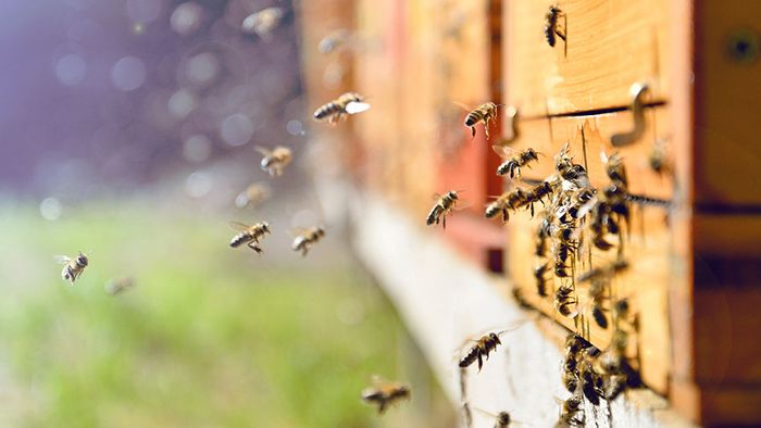 Alternative zum Spürhund: Bienen können Sprengstoff schnüffeln