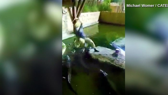 Unfall in Tiershow: Mann fällt in Alligator-Grube