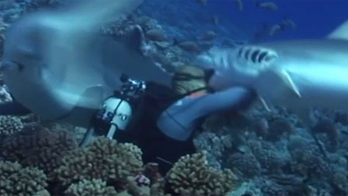 Riesenschreck! Hai beißt Taucher Maske vom Gesicht