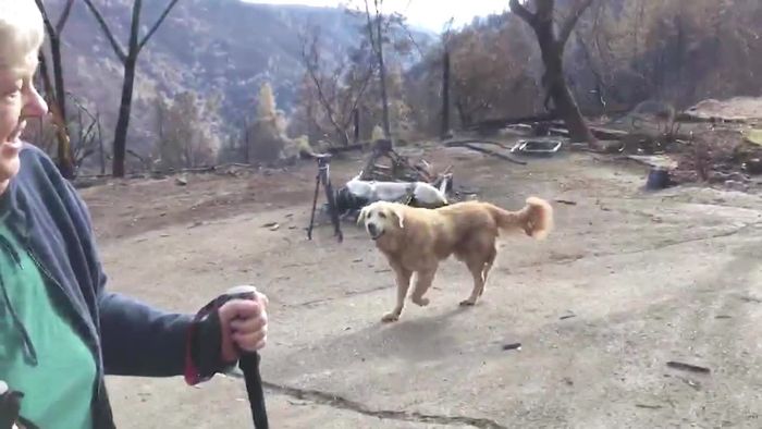 Trotz Waldbränden: Treuer Hund bewacht wochenlang Grundstück