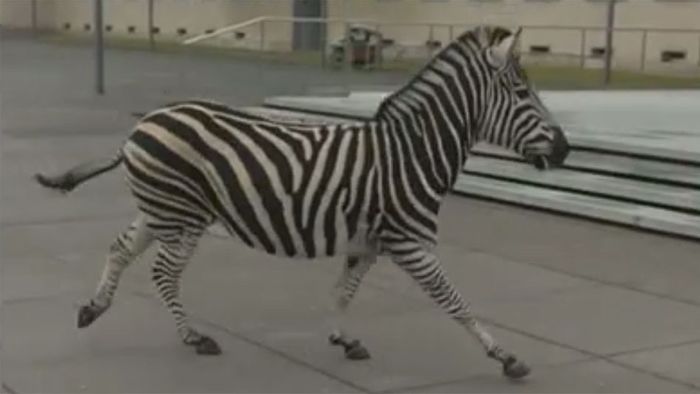 Ausgebüchst! Zebras galoppieren durch Dresden
