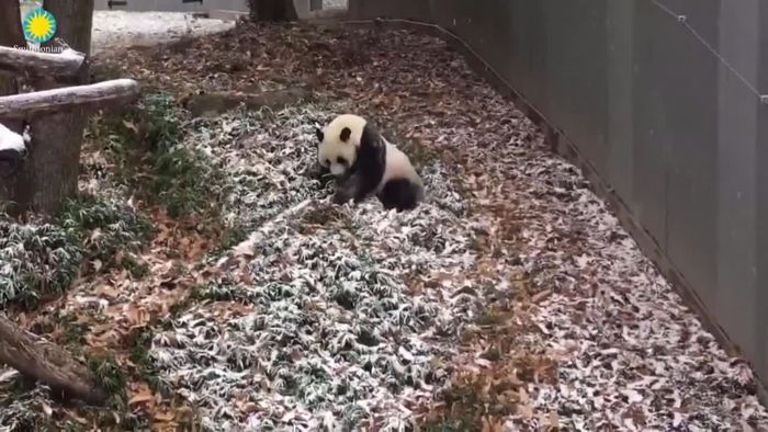 Süßer Panda tollt im Schnee herum