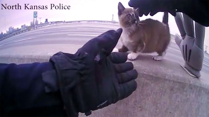 Polizist rettet Kätzchen auf Autobahn