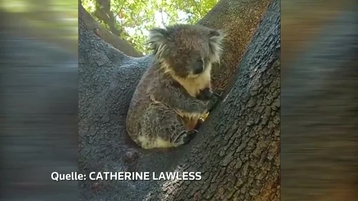 Extremhitze in Australien - Koalas werden "gesprengt"
