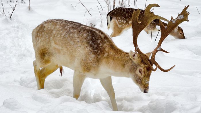 Für Wildtiere sind die aktuellen Schneehöhen lebensbedrohlich.