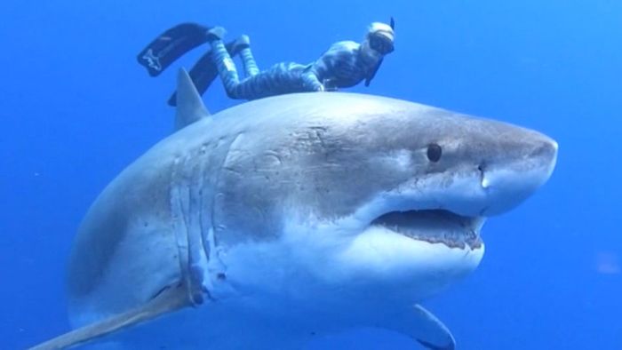 Unglaublich: Taucher filmen riesigen Weißen Hai