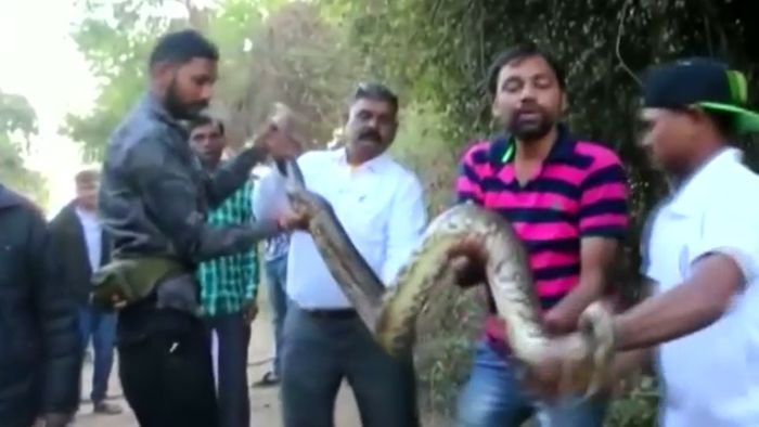 3 Meter lange Python-Schlange in Indien entdeckt