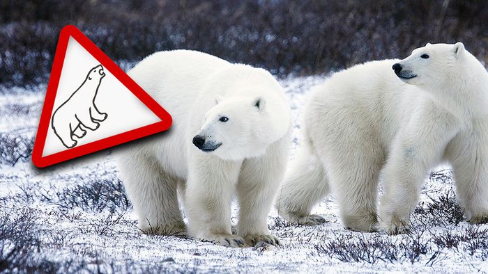 Auf der russischen Doppelinsel Nowaja Semlja wurde wegen Eisbären der Notstand ausgerufen.