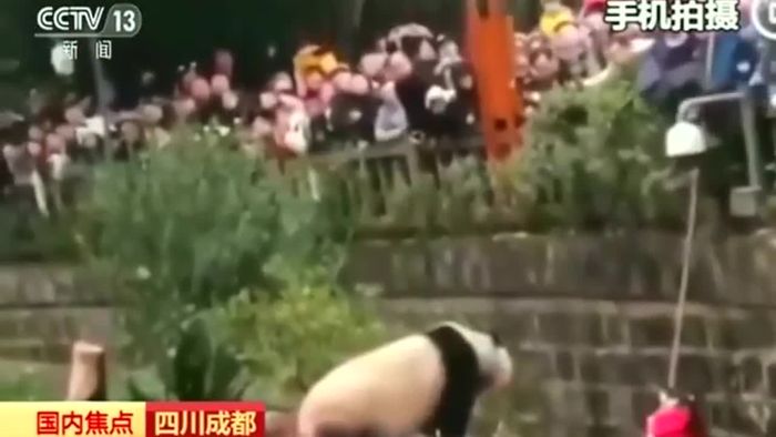 Mädchen fällt in Pandagehege: Erster Rettungsversuch misslingt