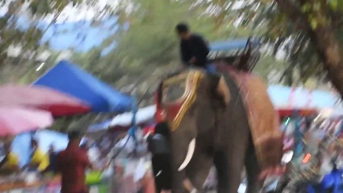 Bange Sekunden: Wild gewordener Elefant packt Teenager