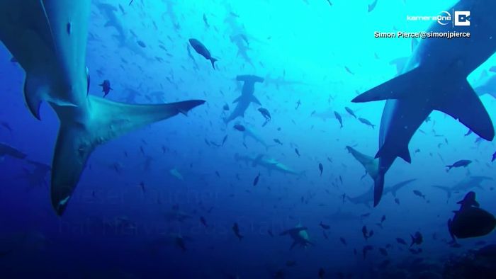 Hammerhai-Invasion vor den Galapagosinseln