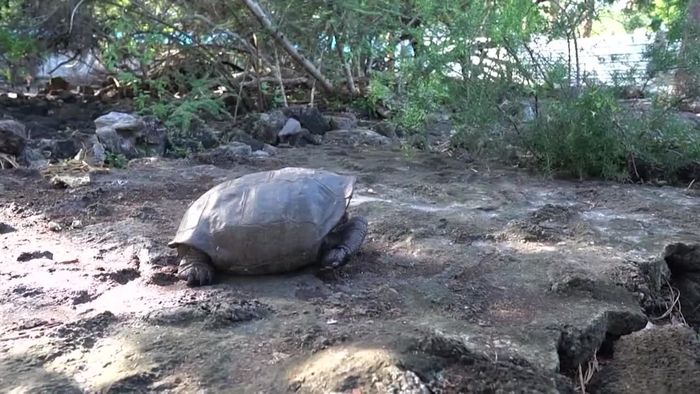 Vermeintlich ausgestorbene Schildkrötenart entdeckt