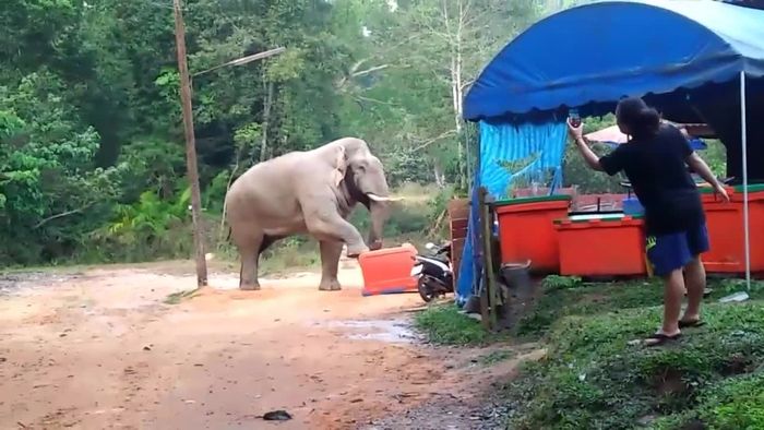 Hungriger Elefant plündert Essenskühlbox