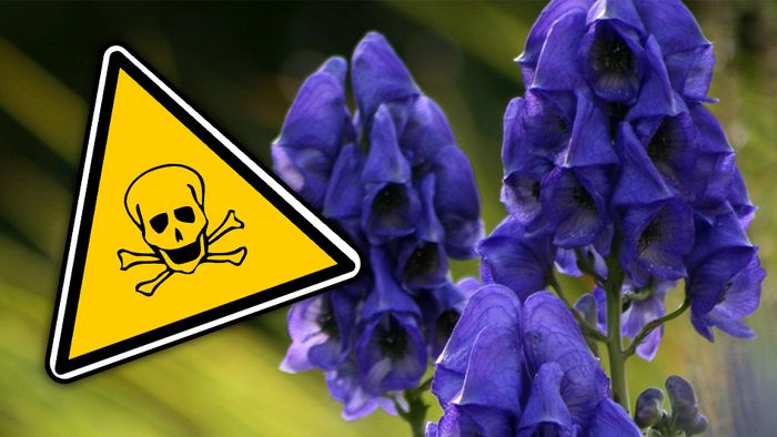 Viele Pflanzen in unserem Garten sind giftig.