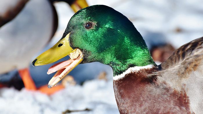 Enten und anderen Wasservögeln sollte man nicht mit Brot füttern.