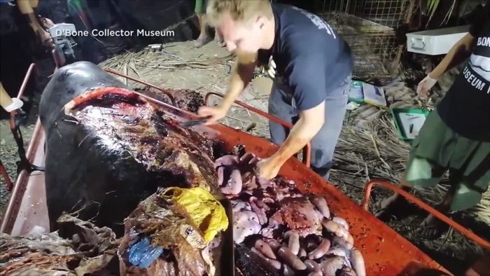 Verendeter Wal: Meeressäuger verschluckt 40 Kilogramm Plastik