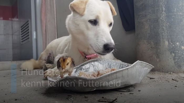 Herzzerreißend: Hund teilt Futternapf mit Küken