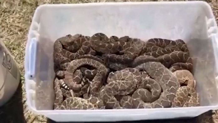 Schlangenplage: 45 Klapperschlangen unter Haus entdeckt